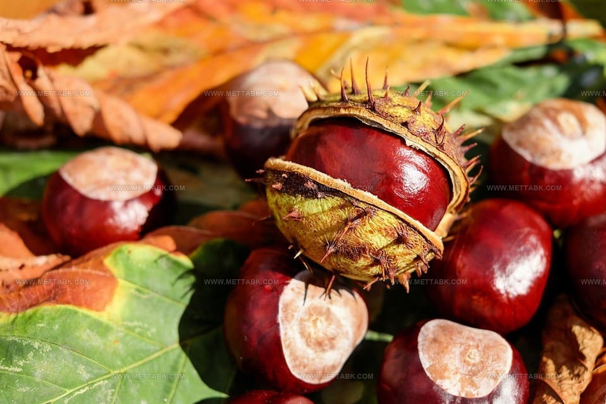 What Do Chestnuts Taste Like? Find Out Their Real Flavor