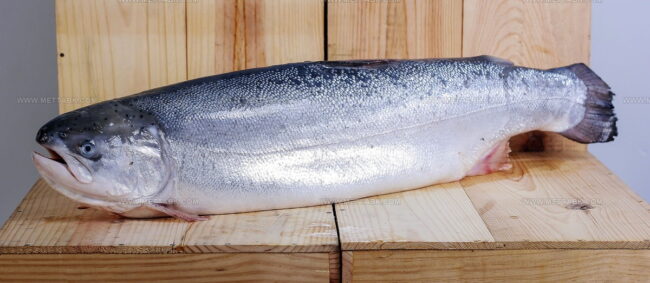 Scottish Wild Salmon