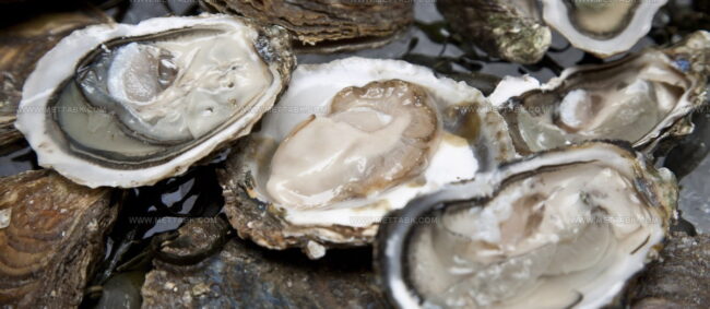 Fal Oysters