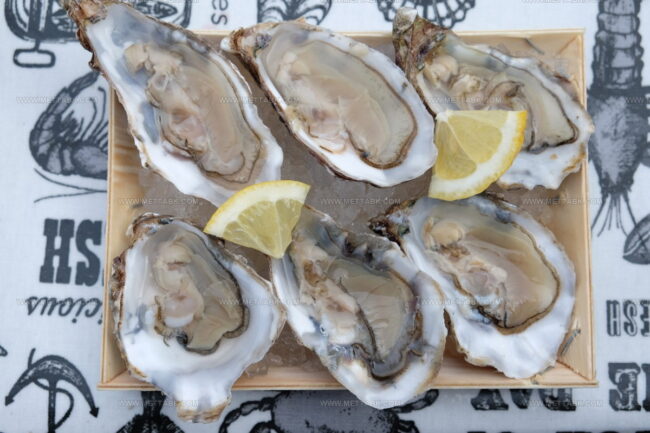 Maldon Rock Oysters