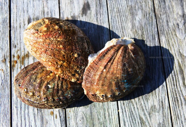 Guernsey Ormers