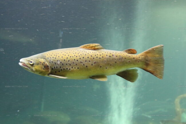 West Wales Coracle Caught Salmon