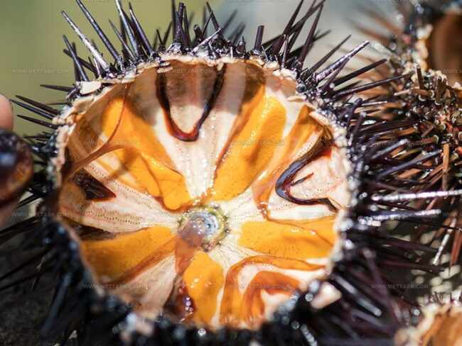 What Uni (Sea Urchin) Tastes Like