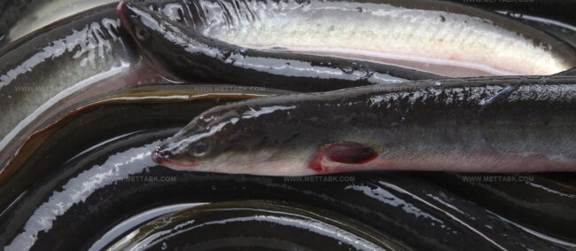 Lough Neagh Eel