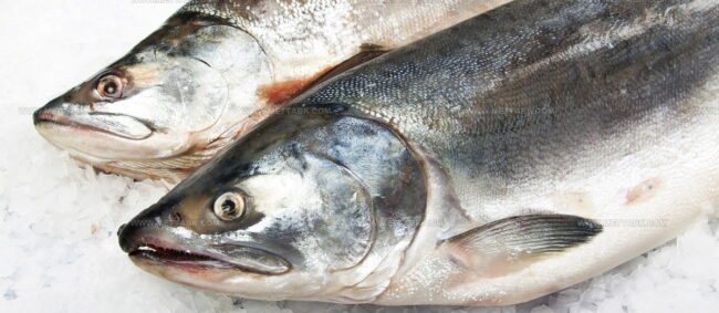 Scottish Farmed Salmon